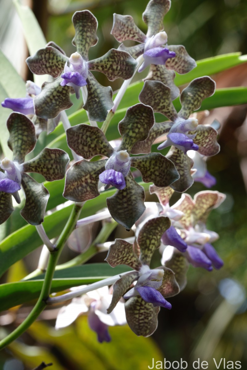 Vanda tessellata (Roxb.) Hook. ex G.Don